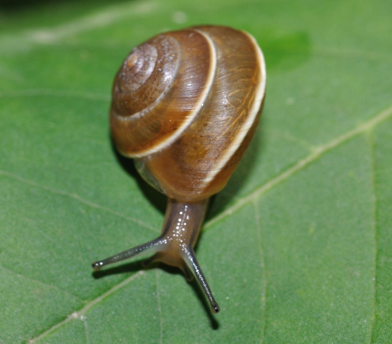 ID mollusco terrestre